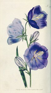 桃色的风铃草或风铃草（Campanula persicifolia var.maxima），来自William Curtis The Botanical Magazine（或Flower Garden Displayed），酒吧的397号板。 1792